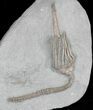 Macrocrinus Crinoid With Preserved Anal Tube - Indiana #22770-2